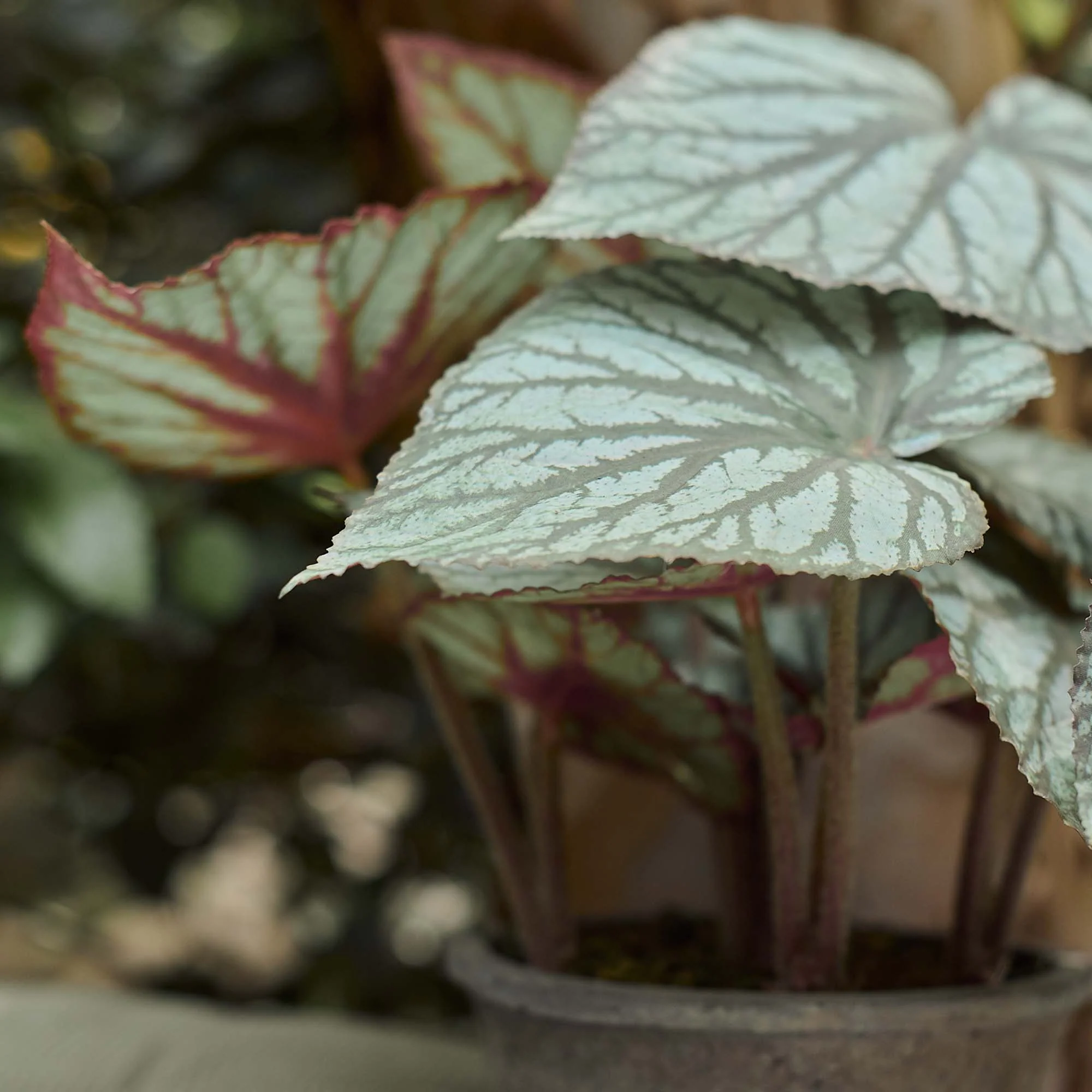 Artificial Begonia in Pot