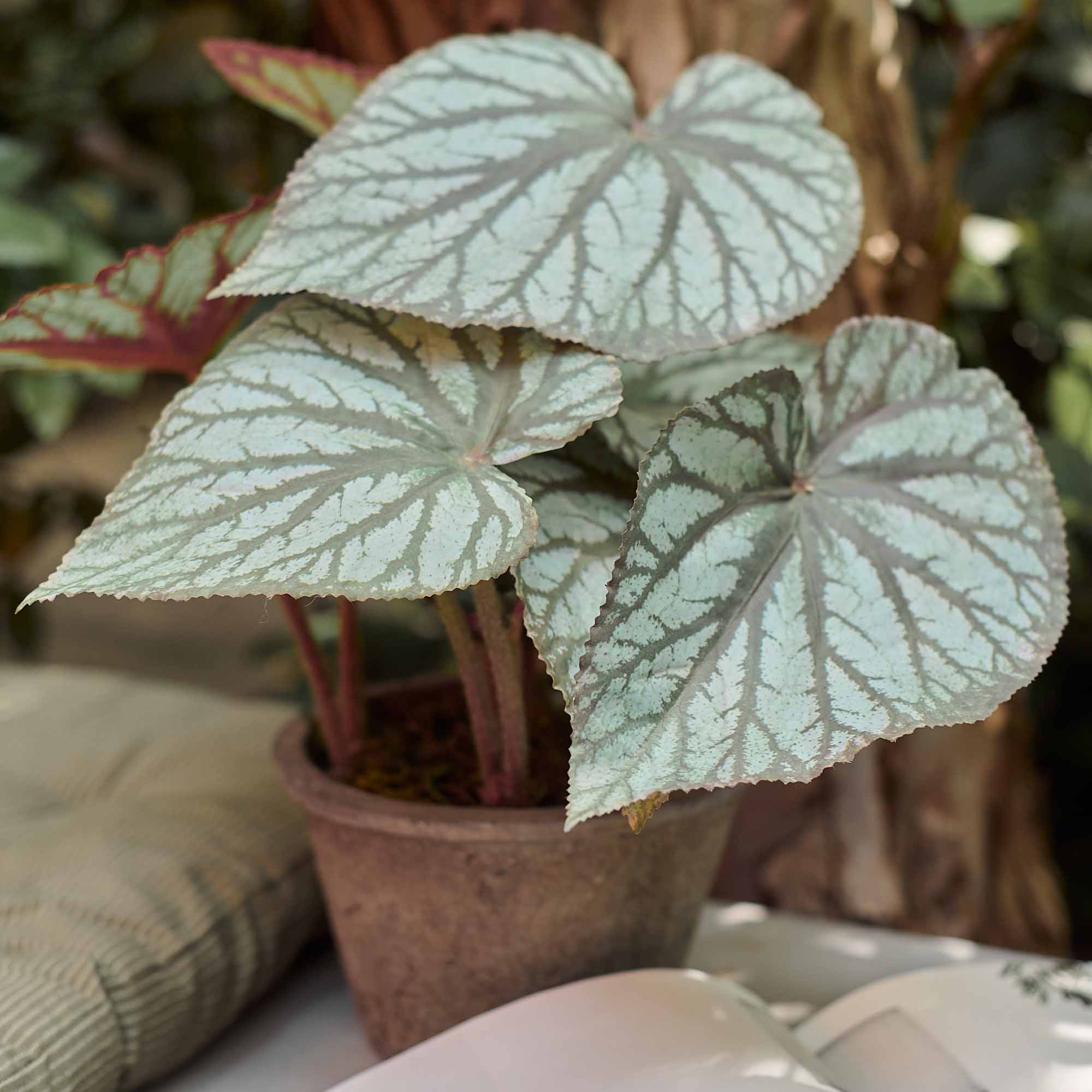 Artificial Begonia in Pot - Image 4