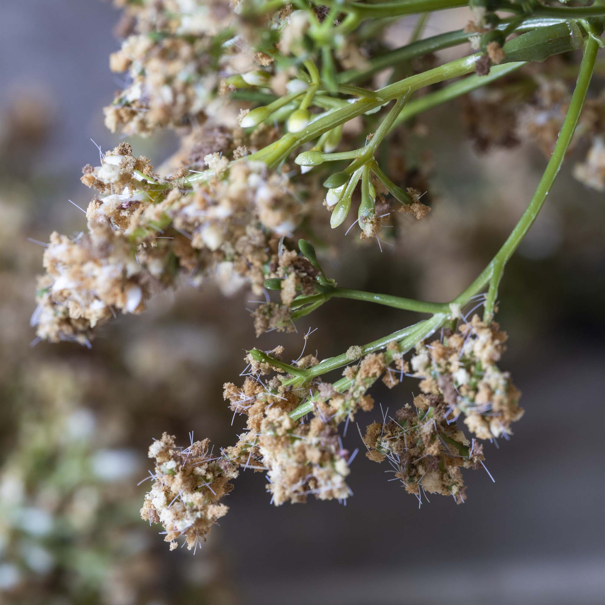 Artificial Butterfly Bush, Natural - Image 2