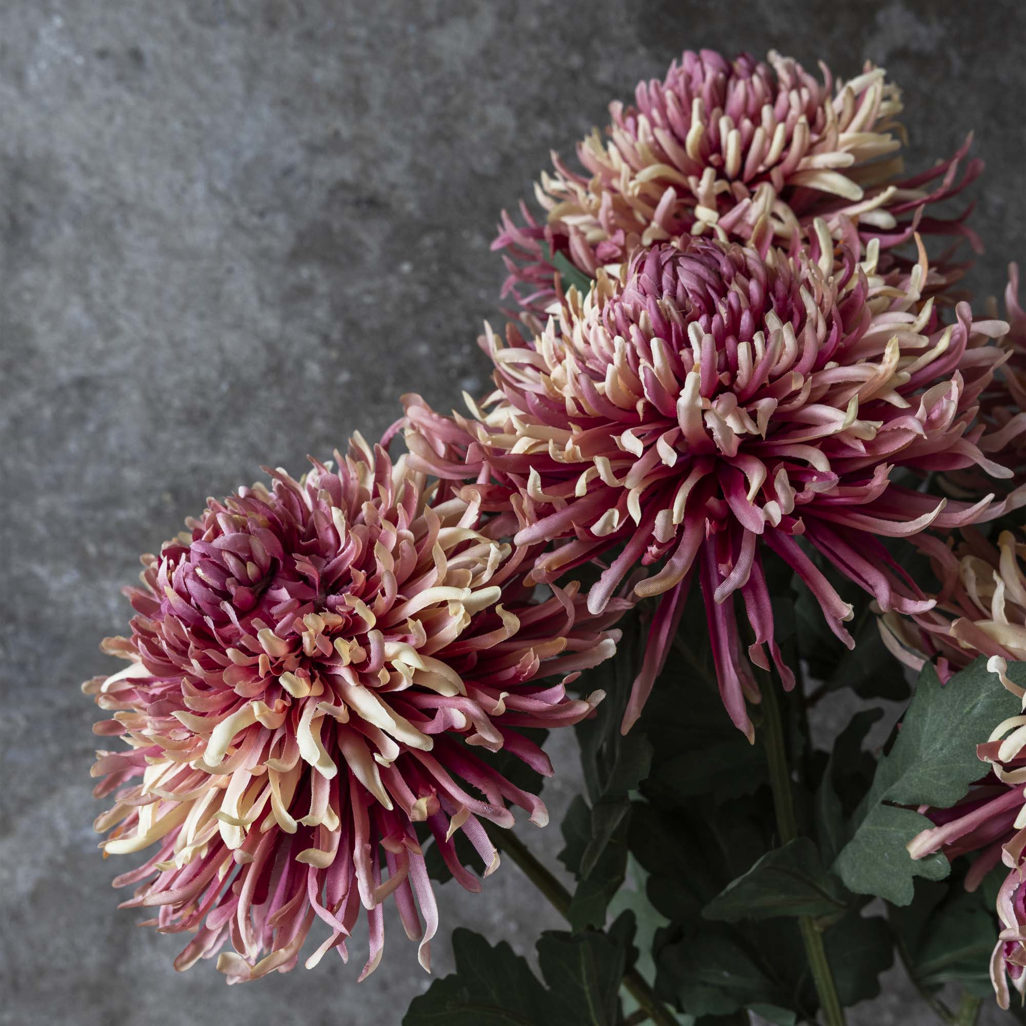 Artificial Chrysanthemum, Sunset - Image 2