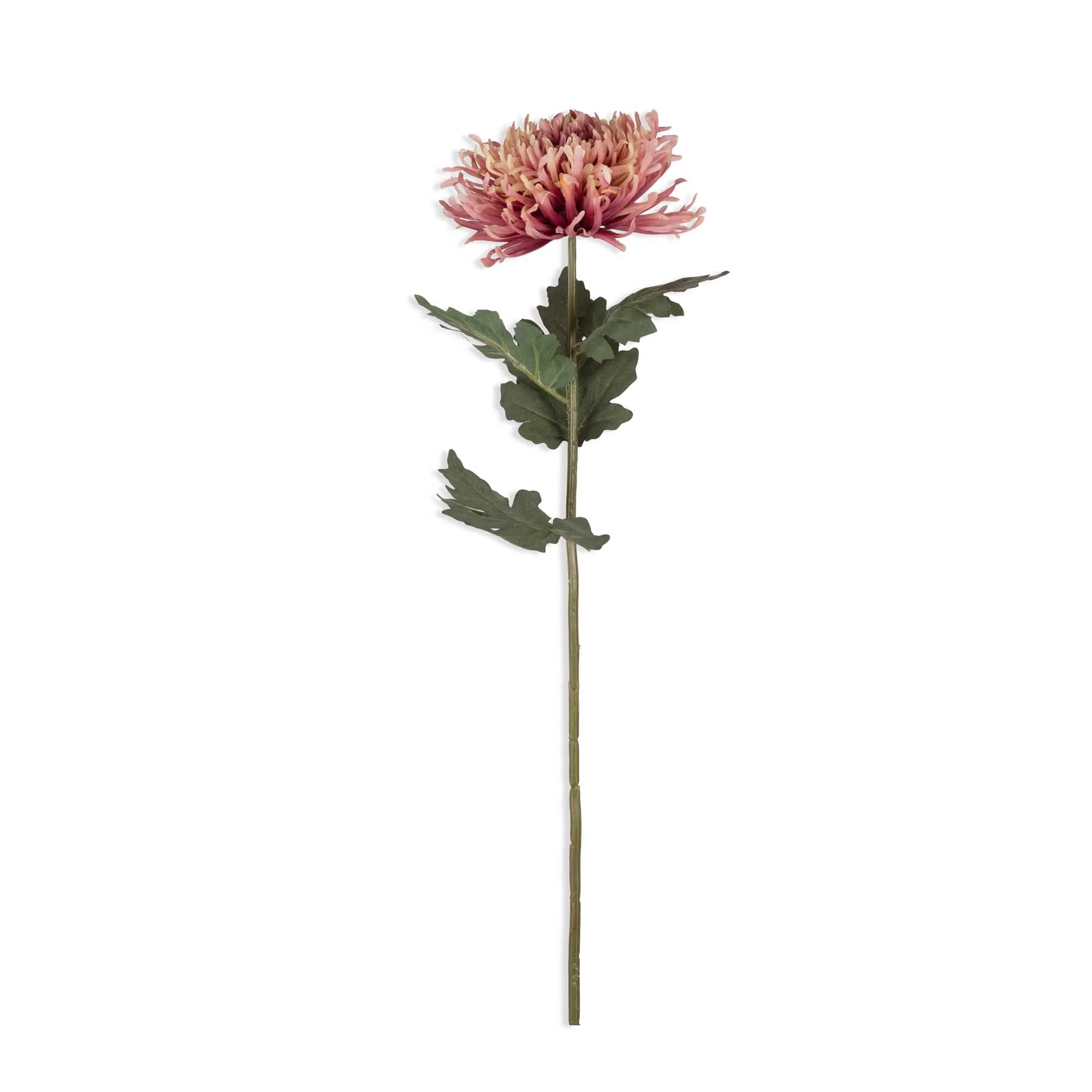 Artificial Chrysanthemum, Sunset - Image 3