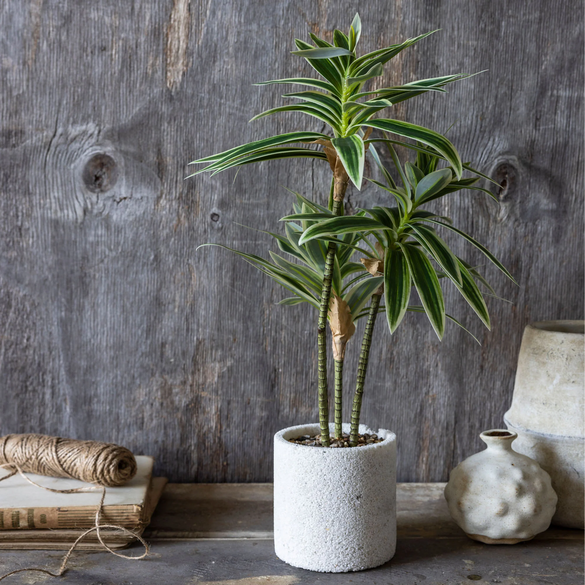 Artificial Dracena