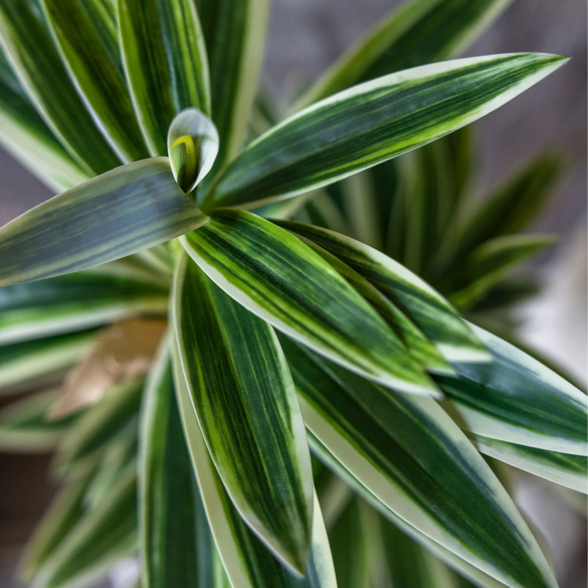 Artificial Dracena - Image 3