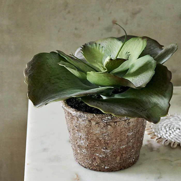 Artificial Echeveria Crinoline - Image 6