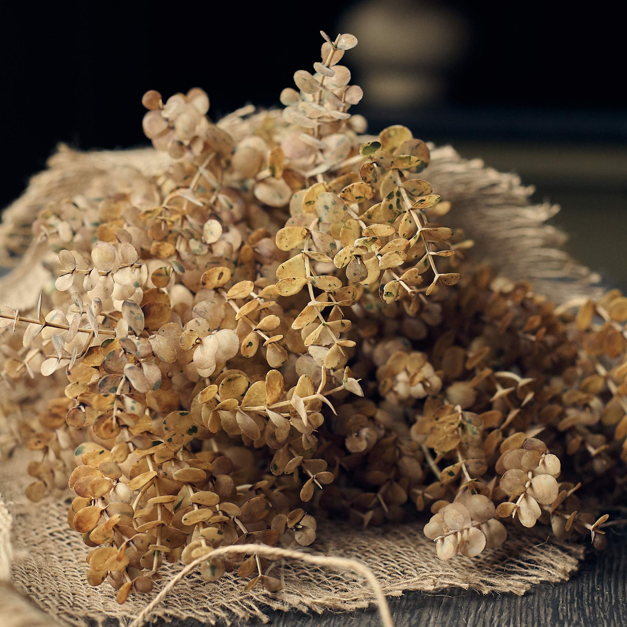 Artificial Eucalyptus Bunch, Desert - Image 8