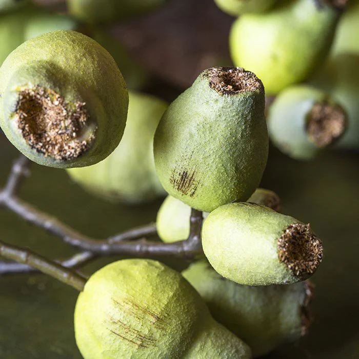 Artificial Eucalyptus Gum Nut - Image 2