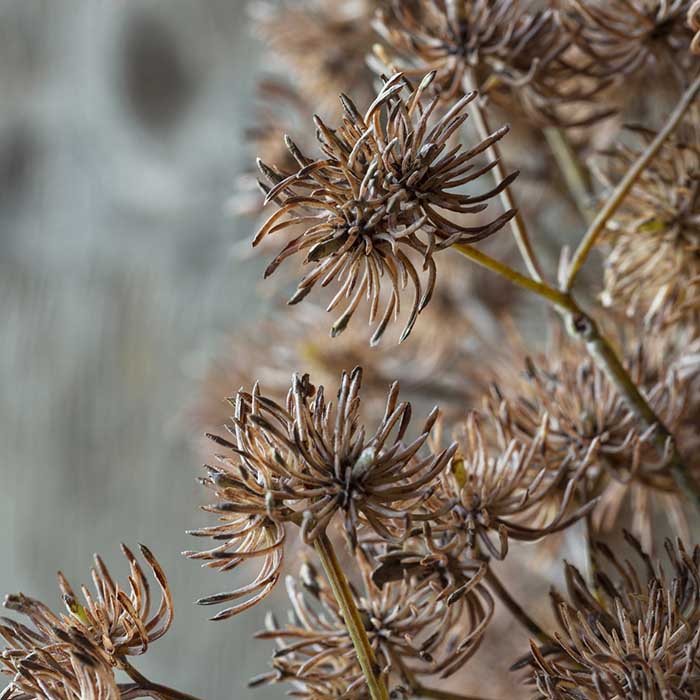 Artificial Hazel