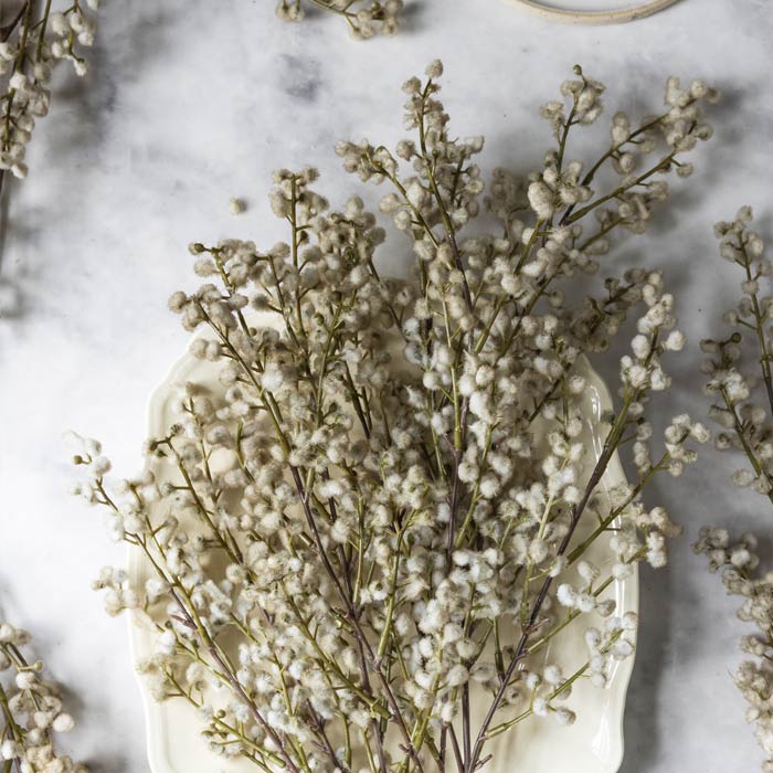 Artificial Mimosa, Blush