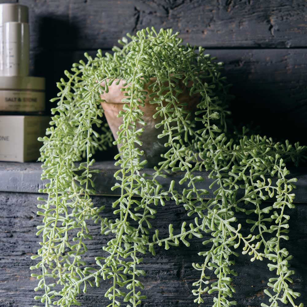 Artificial Potted String of Pearls - Image 3