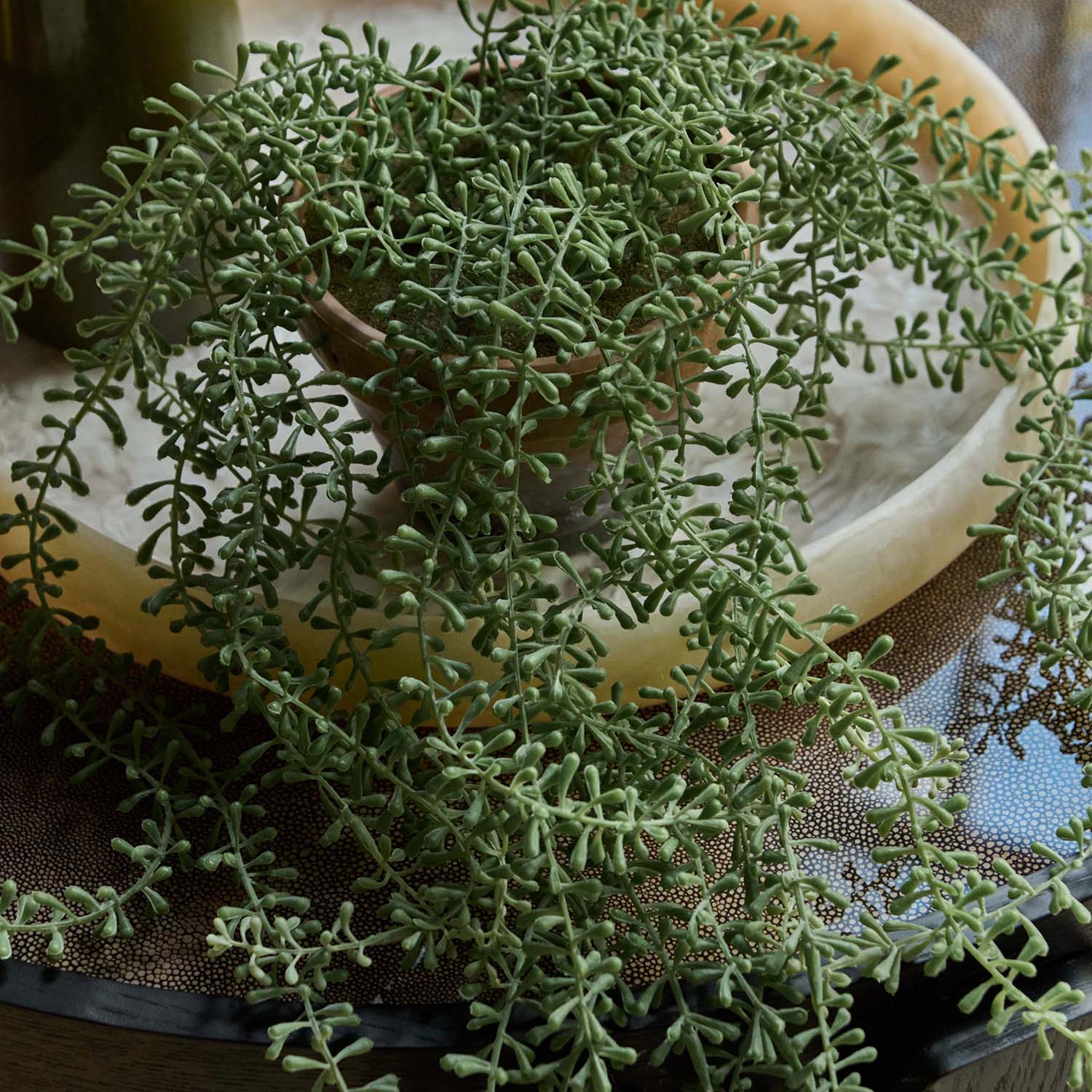 Artificial Potted String of Pearls - Image 7
