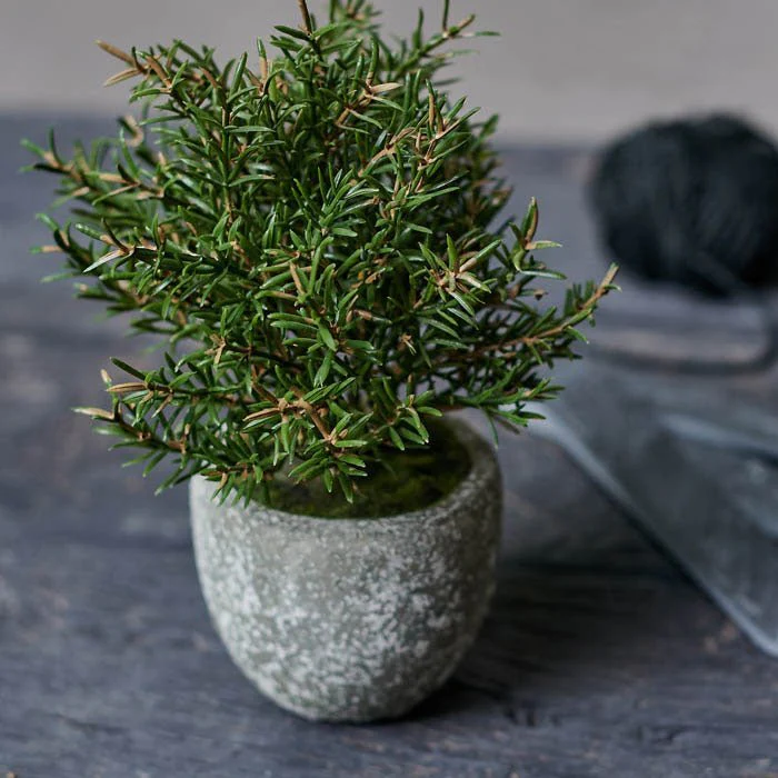 Artificial Rosemary Bush in Pot - Image 3