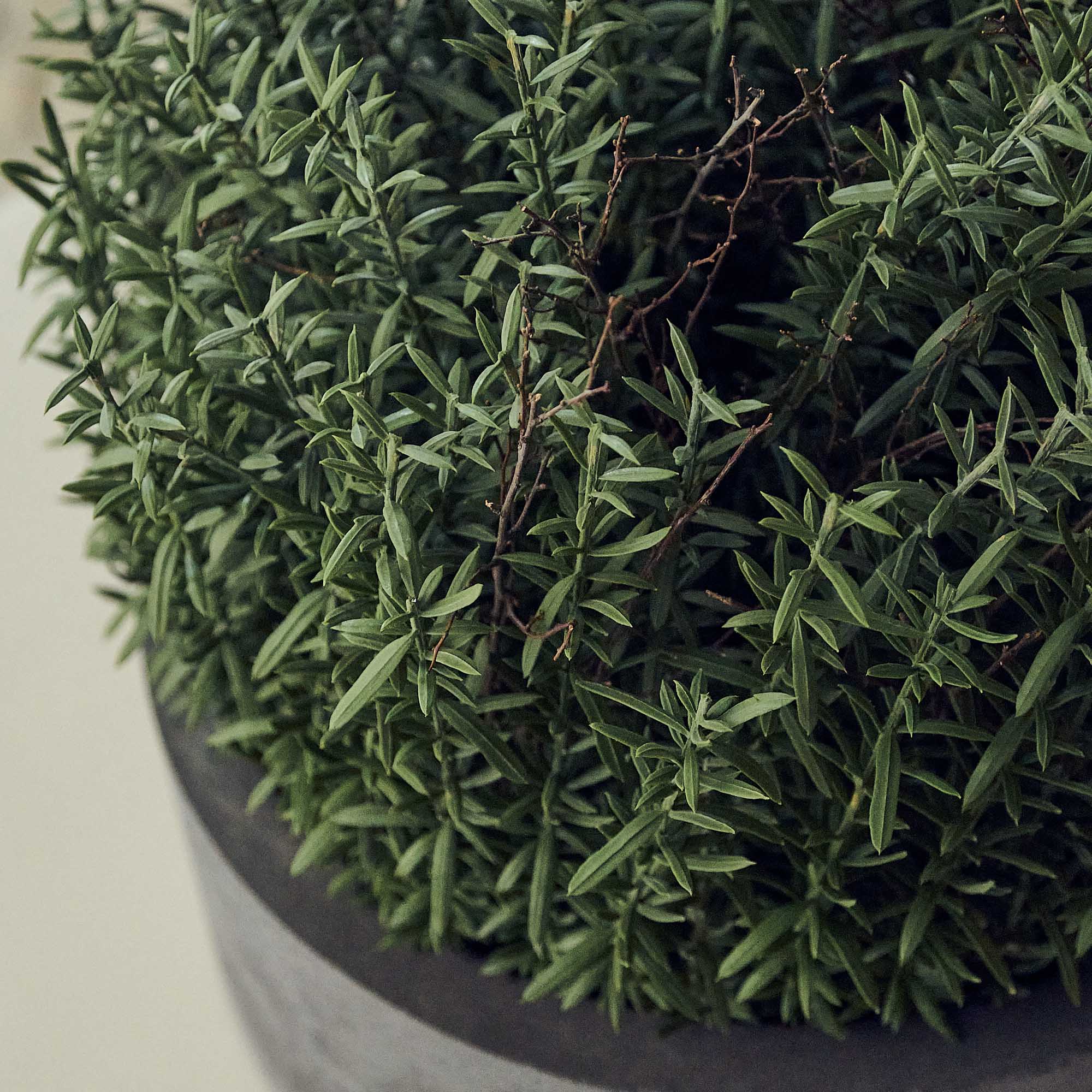 Artificial Rosemary Plant - Image 3
