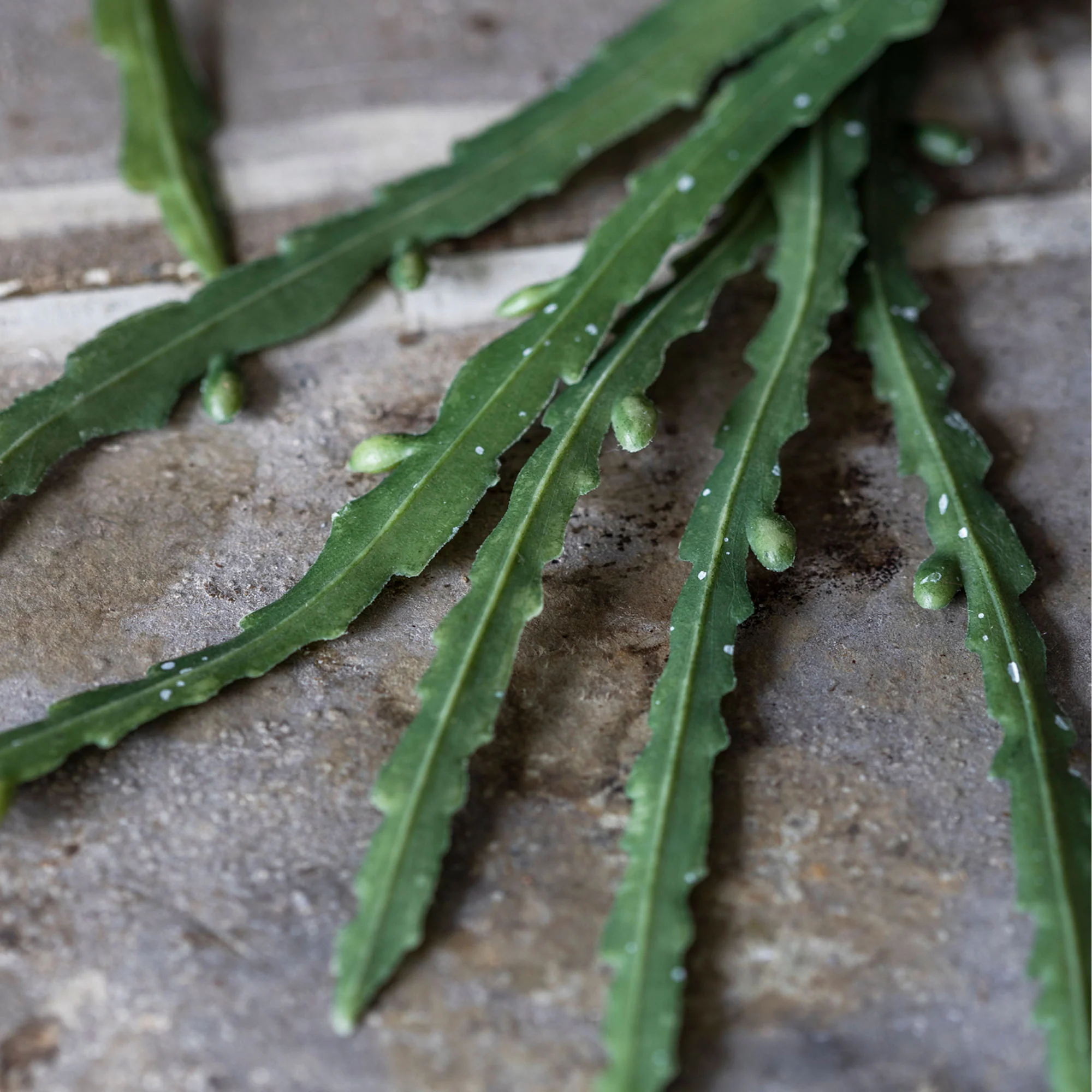 Artificial Trailing Cactus - Image 3