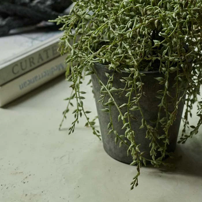 Artificial Trailing Senecio in Pot