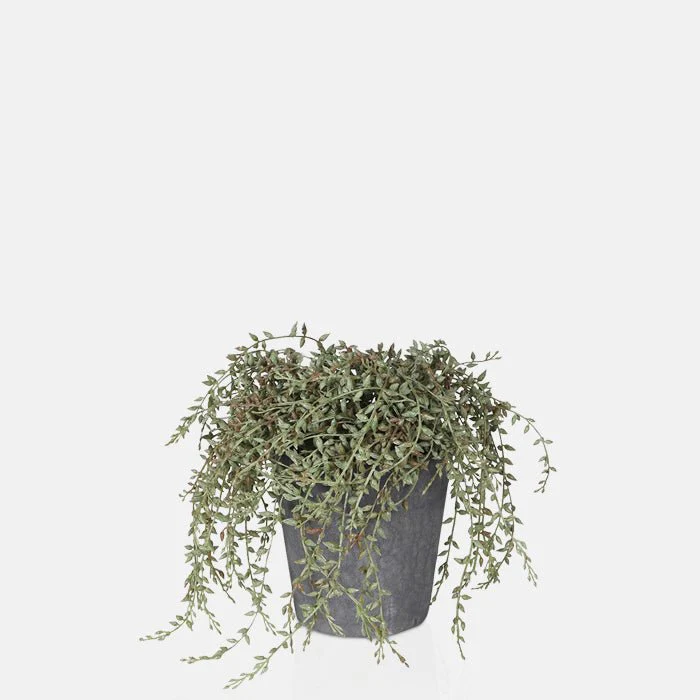 Artificial Trailing Senecio in Pot - Image 2