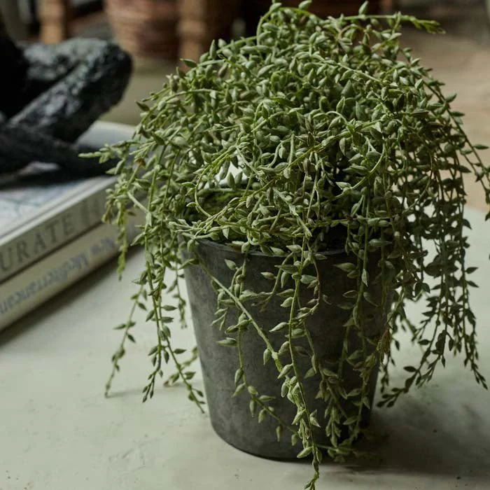Artificial Trailing Senecio in Pot - Image 3