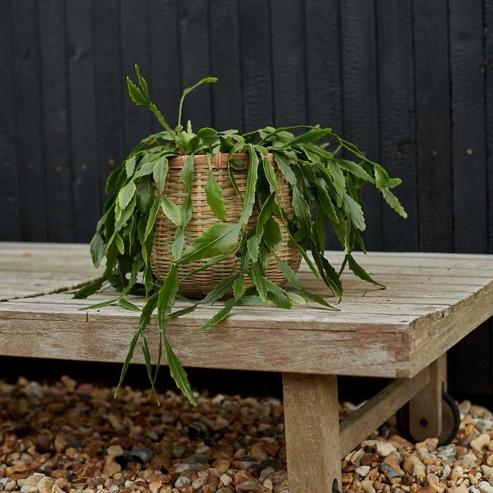 Delaney Bamboo Plant Pot