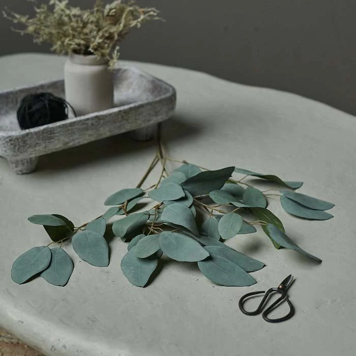 Eucalyptus Populus