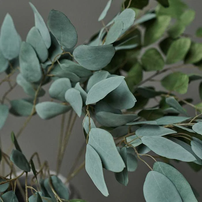 Eucalyptus Populus - Image 2