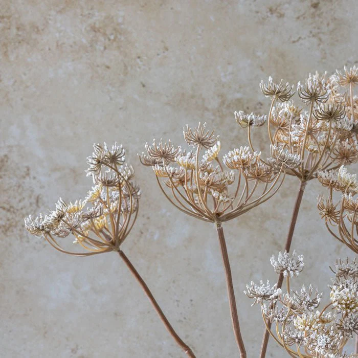 Artificial Queen Anne's Lace Stem - Image 3