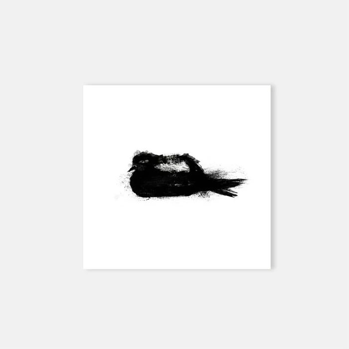 Sitting Pigeon