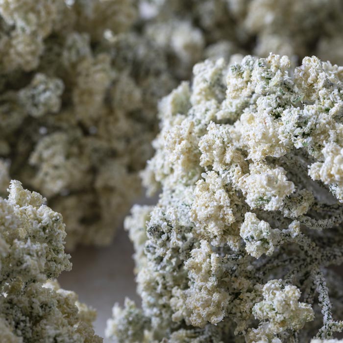 Artificial Yarrow Stem Cream