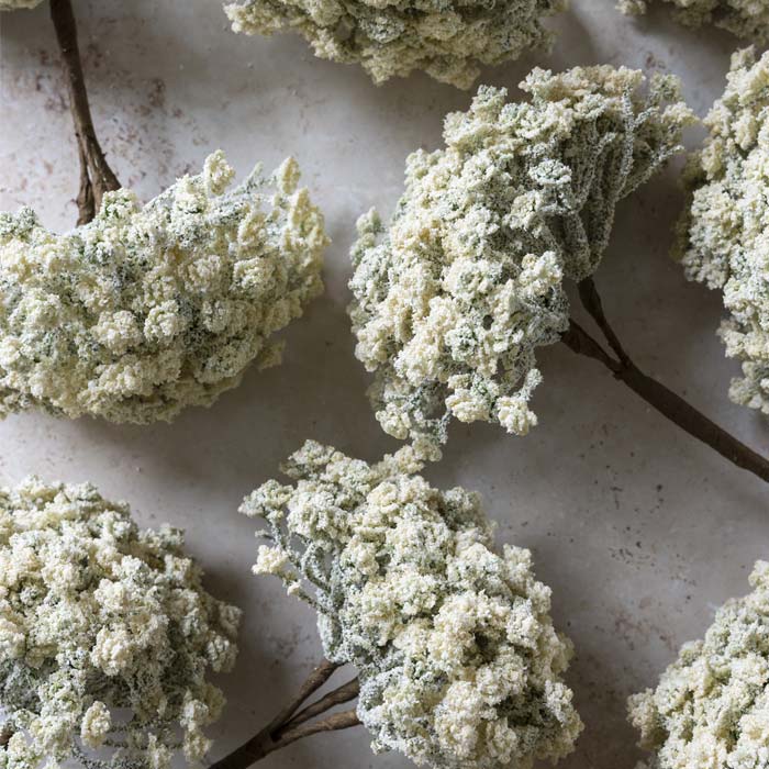 Artificial Yarrow Stem Cream - Image 2
