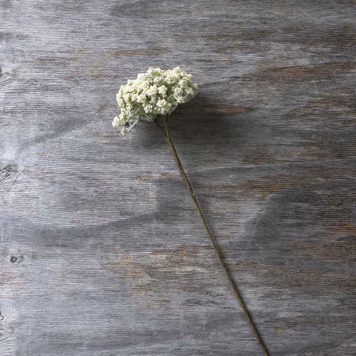 Artificial Yarrow Stem Cream - Image 5